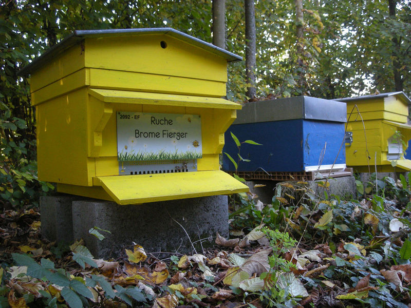 La ruche Brome Fierger